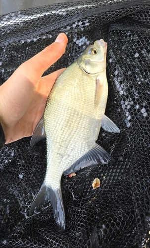 Common Bream