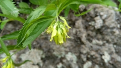 Paederota lutea