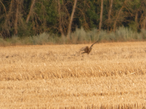 Western Marsh Harrier