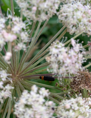 Cantharis flavilabris