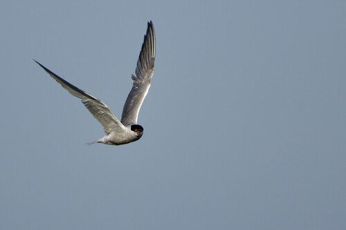 iNaturalist image