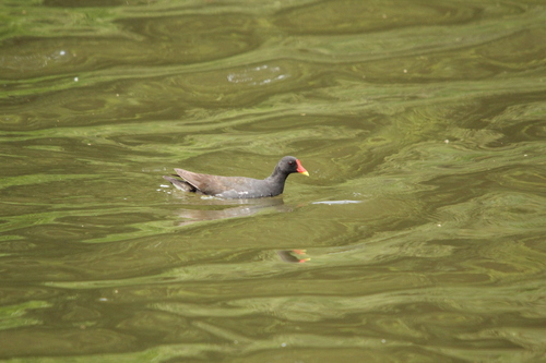 iNaturalist image