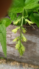 Paederota lutea