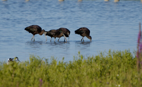 iNaturalist image