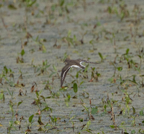 iNaturalist image