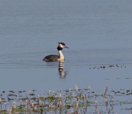 iNaturalist: (c) Альбина Туркевич, some rights reserved (CC BY-NC), uploaded by Альбина Туркевич iNaturalist image