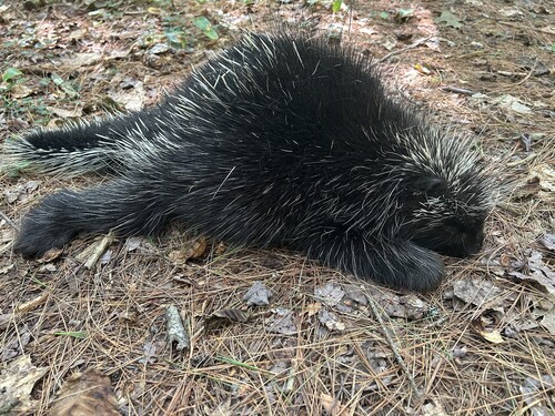 North American Porcupine