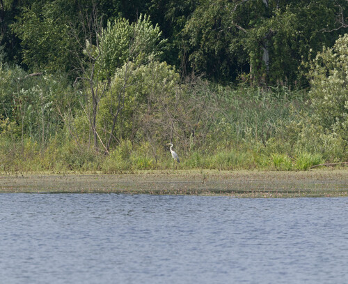 iNaturalist image