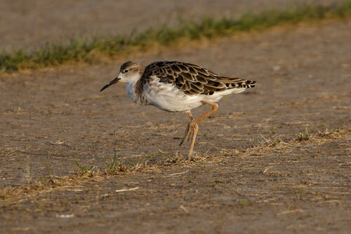 iNaturalist image