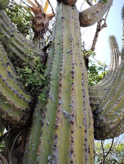 Cephalocereus nudus, photograph (c) Carlos Domínguez-Rodríguez, some rights reserved (CC BY)