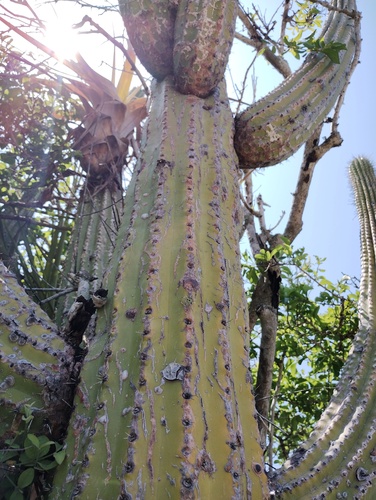 Cephalocereus nudus, photograph 6
