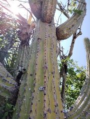 Cephalocereus nudus, photograph (c) Carlos Domínguez-Rodríguez, some rights reserved (CC BY)