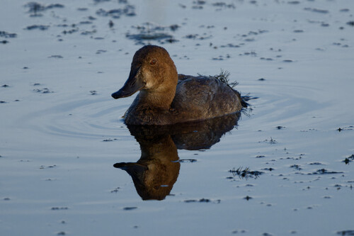 iNaturalist image