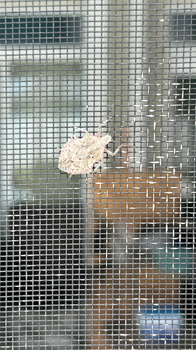 Rough Stink Bugs