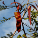 Acacia flava