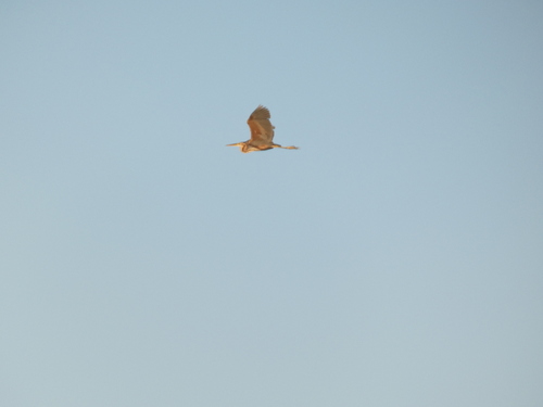 iNaturalist: (c) Ануркина Александра, some rights reserved (CC BY-NC), uploaded by Ануркина Александра iNaturalist image