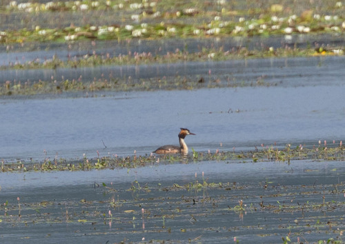 iNaturalist image