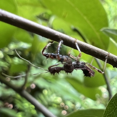 Spiny Assassin Bug
