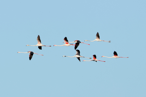 iNaturalist image