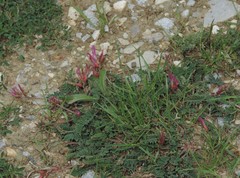 Astragalus monspessulanus monspessulanus