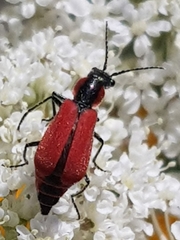 Malachius coccineus