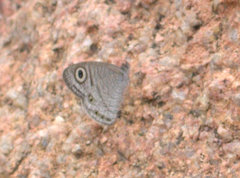 Ypthima striata