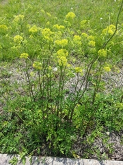 Polytaenia