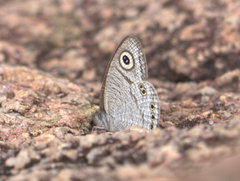 Ypthima striata