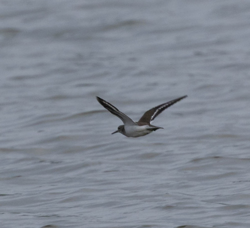 iNaturalist image