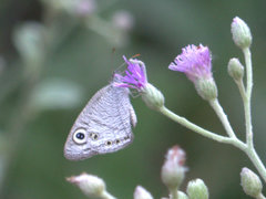 Ypthima striata