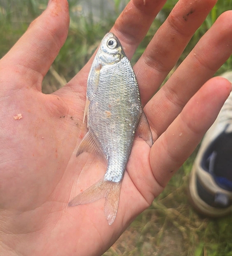 Silver Bream