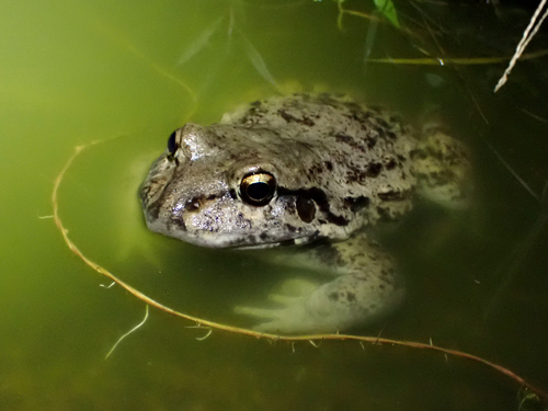 Northeastern Pepper Frog