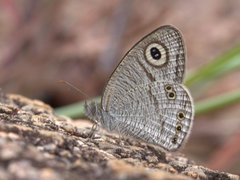 Ypthima striata