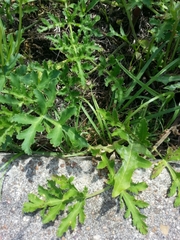 Polytaenia