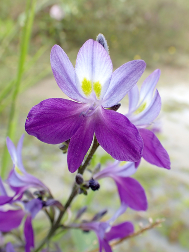 Brazilian water hyacinth