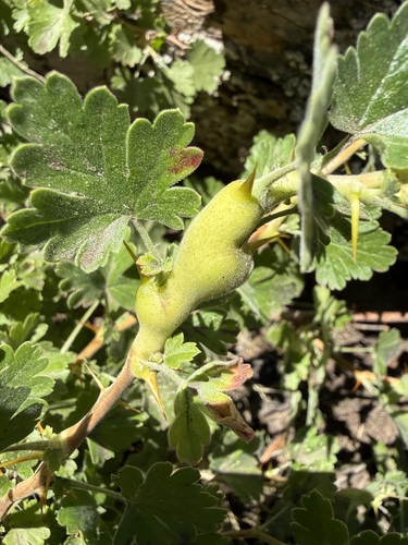 iNaturalist observation photo of Neolasioptera