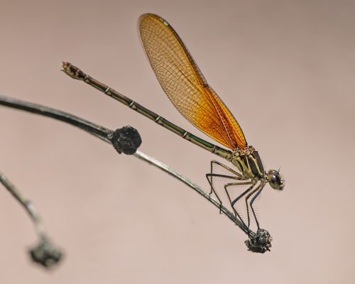 American Rubyspot