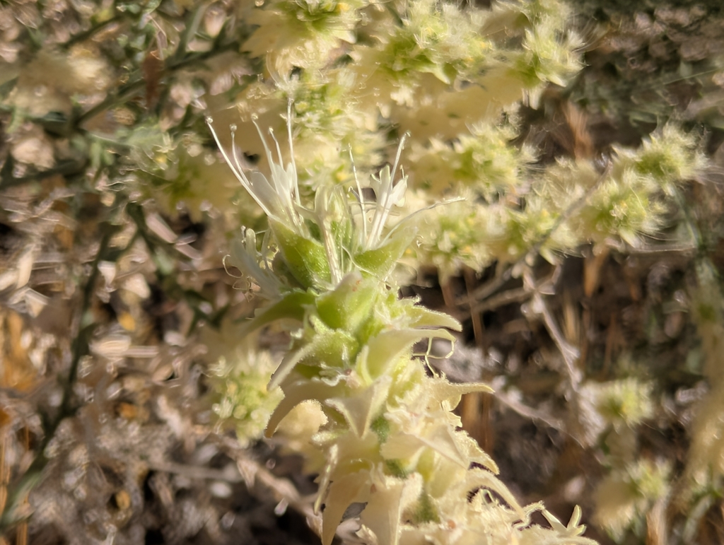 Petalonyx thurberi; photograph (c) Sergey, some rights reserved (CC BY)