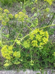 Polytaenia