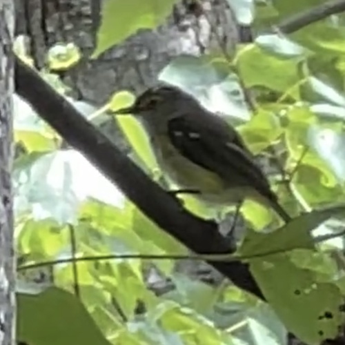White-eyed Vireo