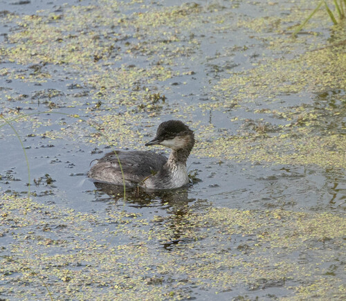 iNaturalist image