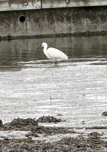 iNaturalist image