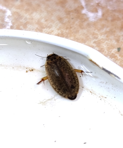 Rhantus gutticollis