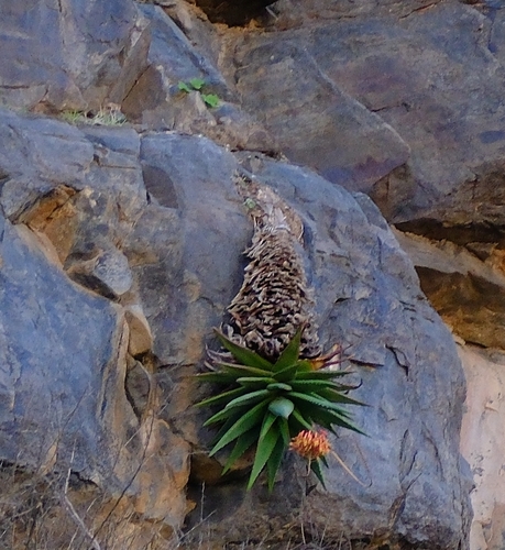 Aloe pavelkae