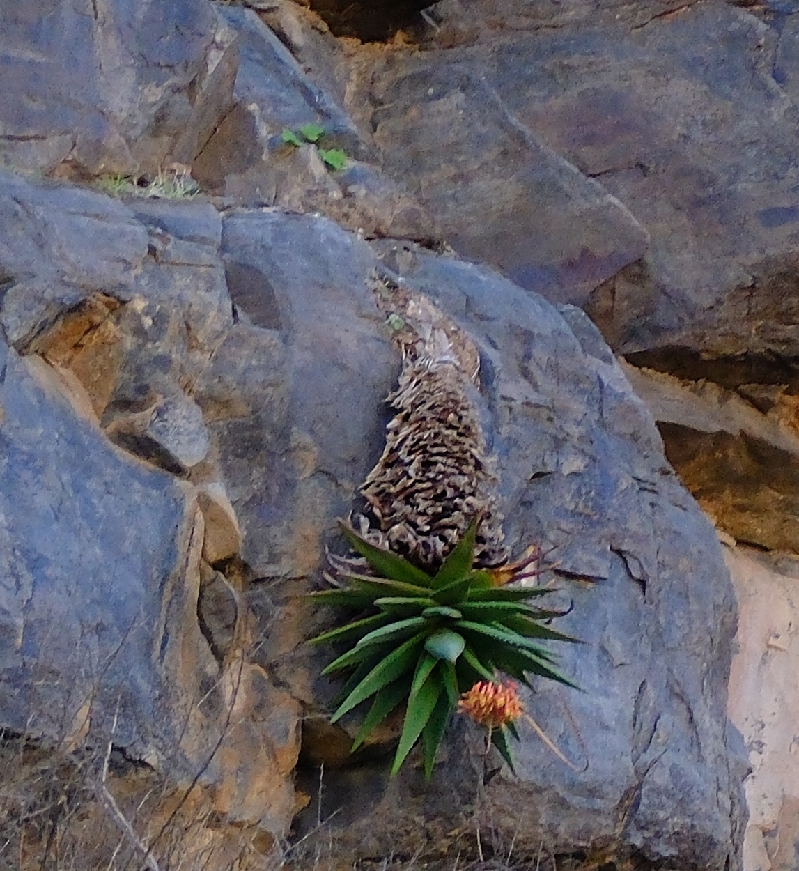 Aloe pavelkae