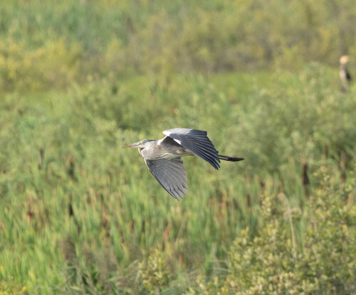 iNaturalist image
