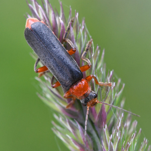 Rotschwarzer Weichkäfer