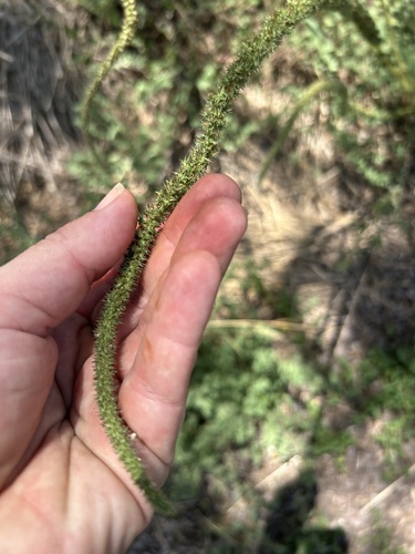 Palmer's Amaranth