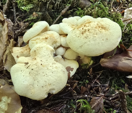 Albatrellopsis confluens