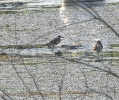 iNaturalist image